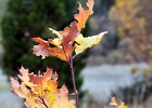 FALL OAK LEAVES 